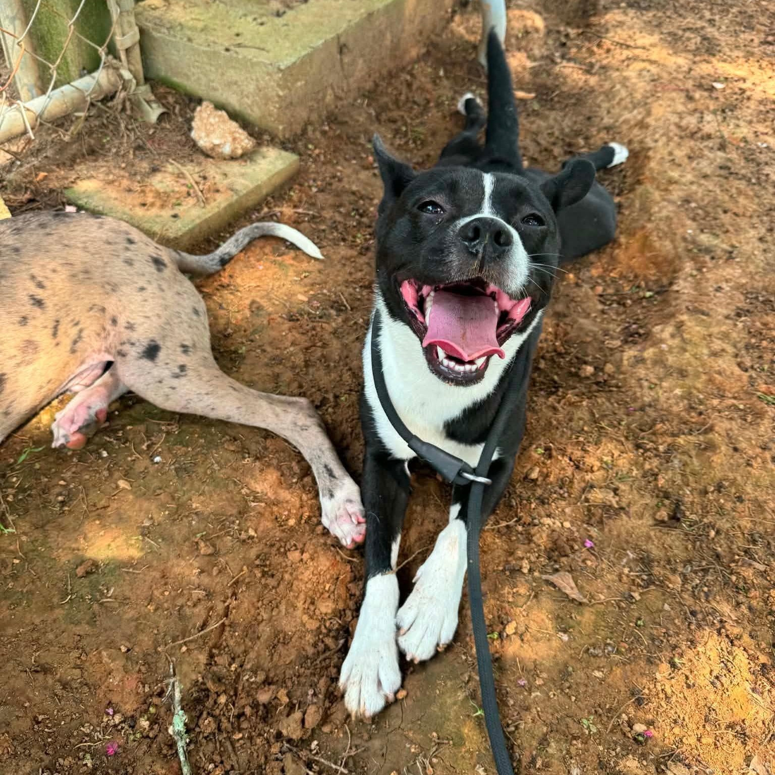 Tequila, a Adoptable mixed breed in Newfoundland, NJ image 2/4