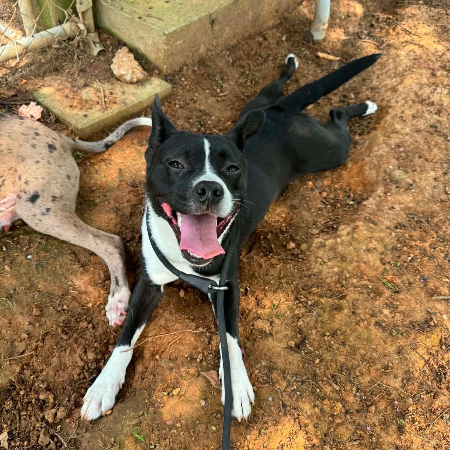 Tequila, a Adoptable mixed breed in Newfoundland, NJ image 3/4