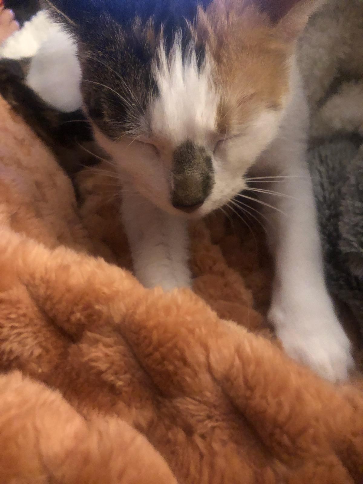 Enlarge Amelia, a Adoptable Domestic Short Hair in Ellicott City, MD image 3/4