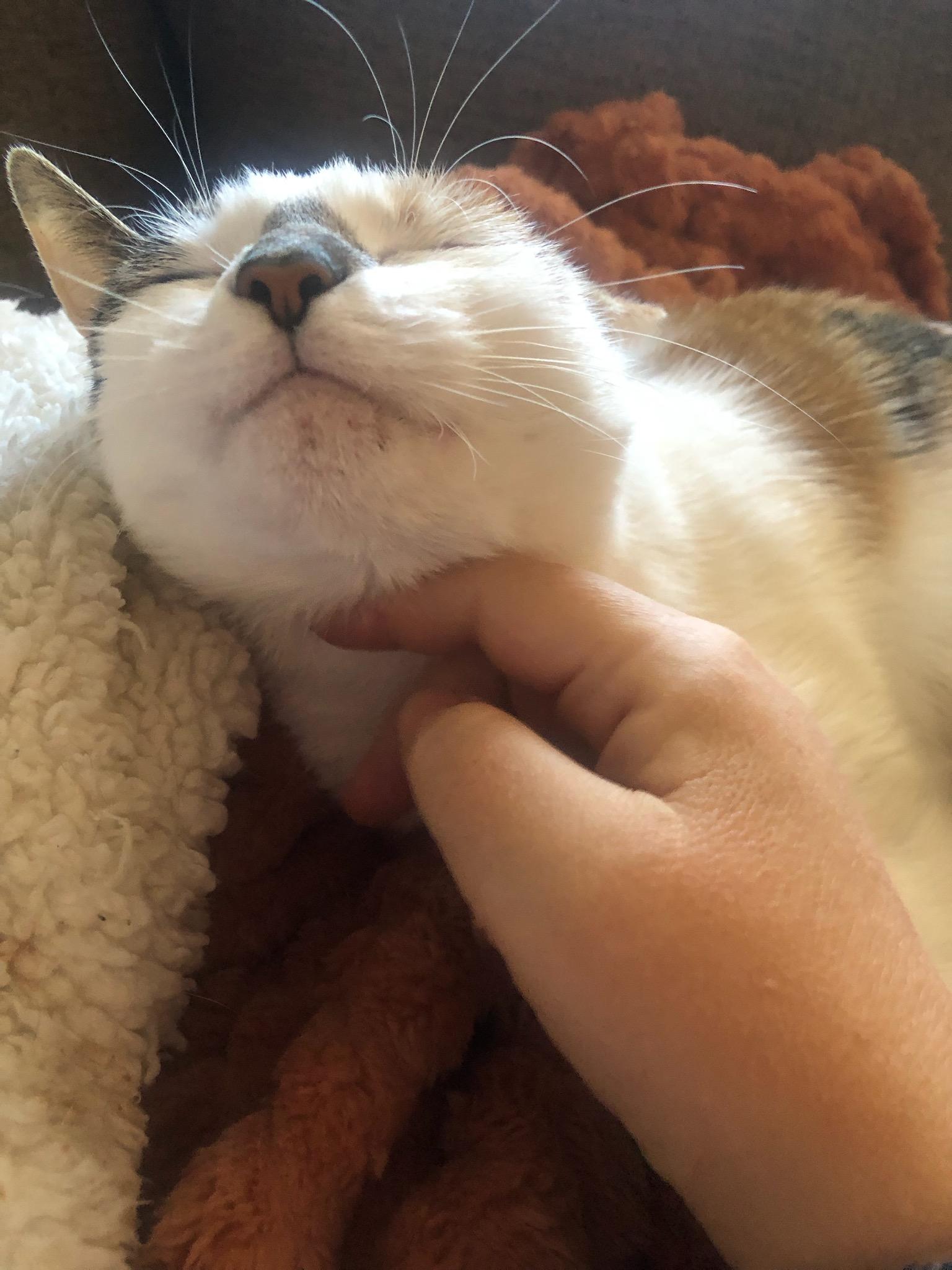 Enlarge Amelia, a Adoptable Domestic Short Hair in Ellicott City, MD image 2/4