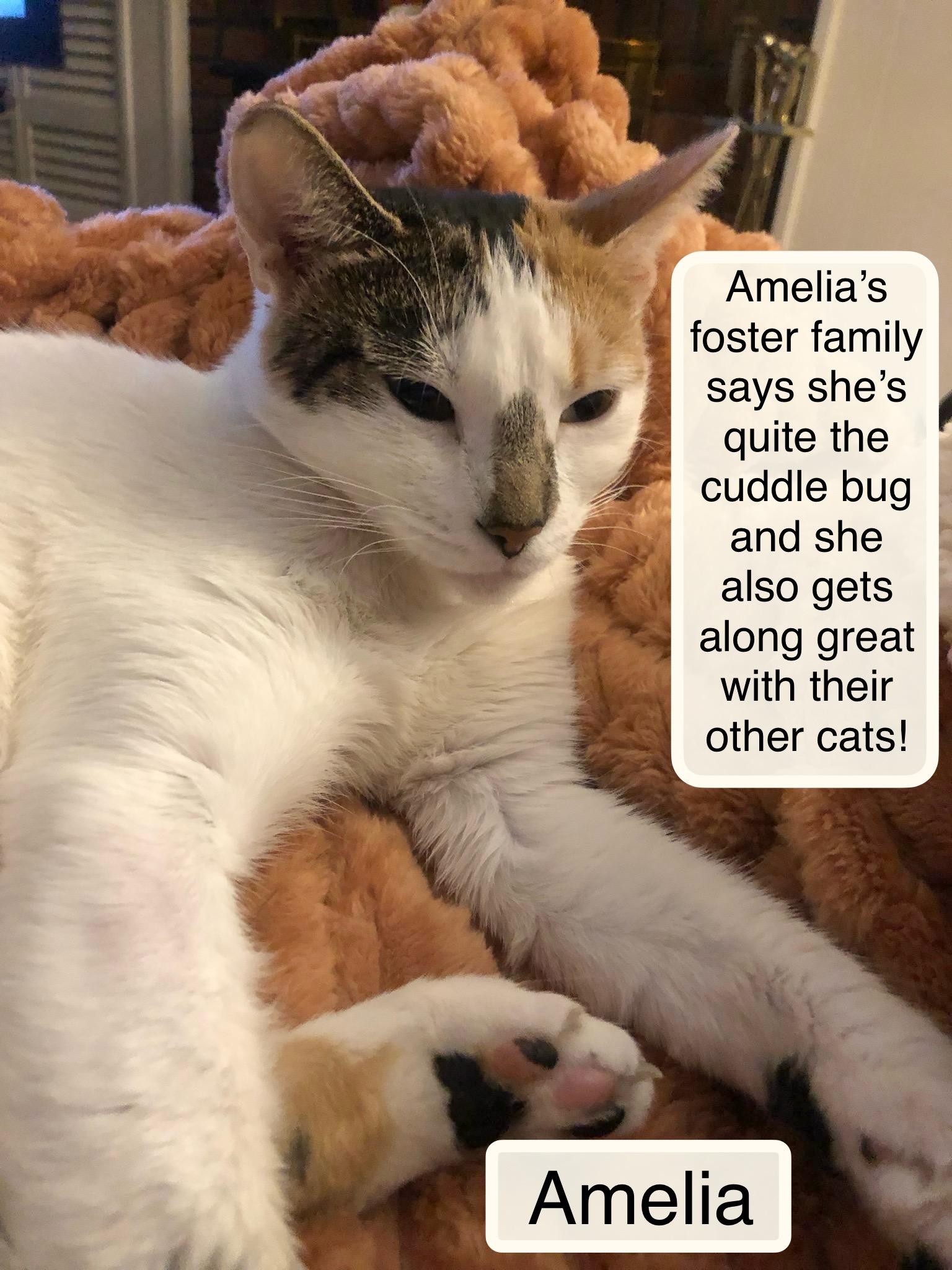 Amelia   at Luna Cat Cafe, Adoptable, Adult Female Domestic Short Hair.