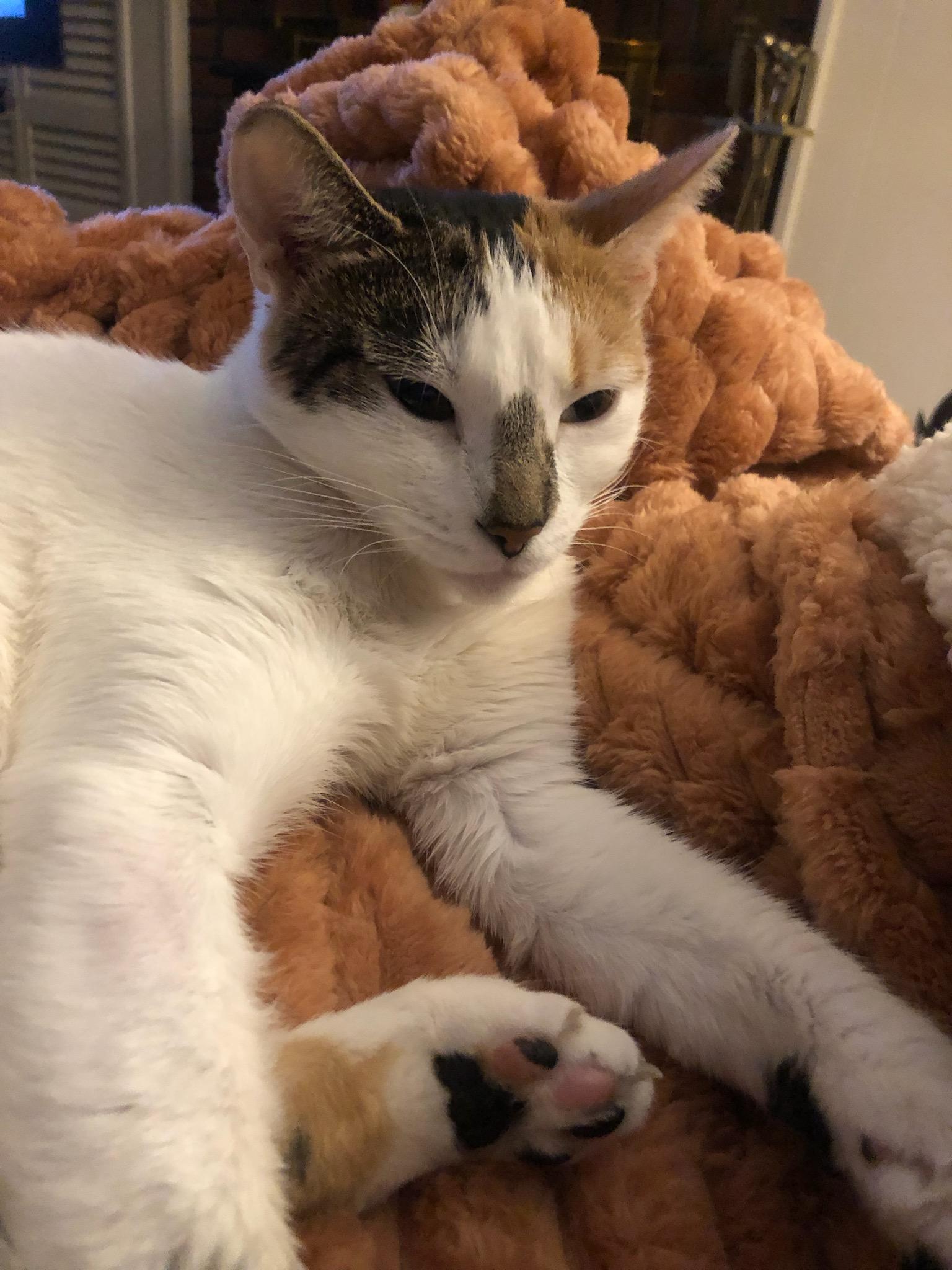 Enlarge Amelia, a Adoptable Domestic Short Hair in Ellicott City, MD image 1/4