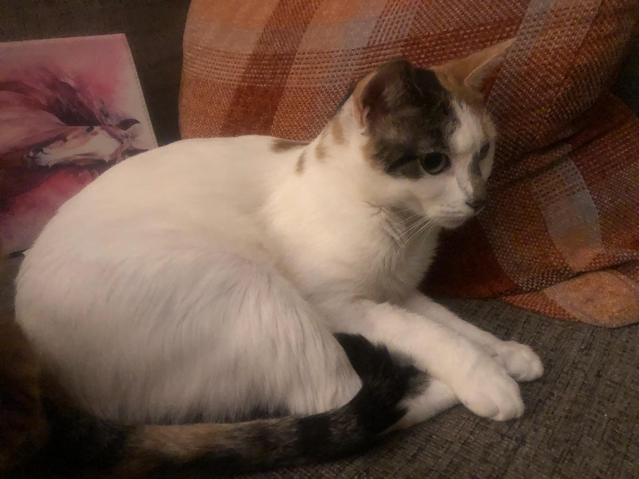 Enlarge Amelia, a Adoptable Domestic Short Hair in Ellicott City, MD image 4/4