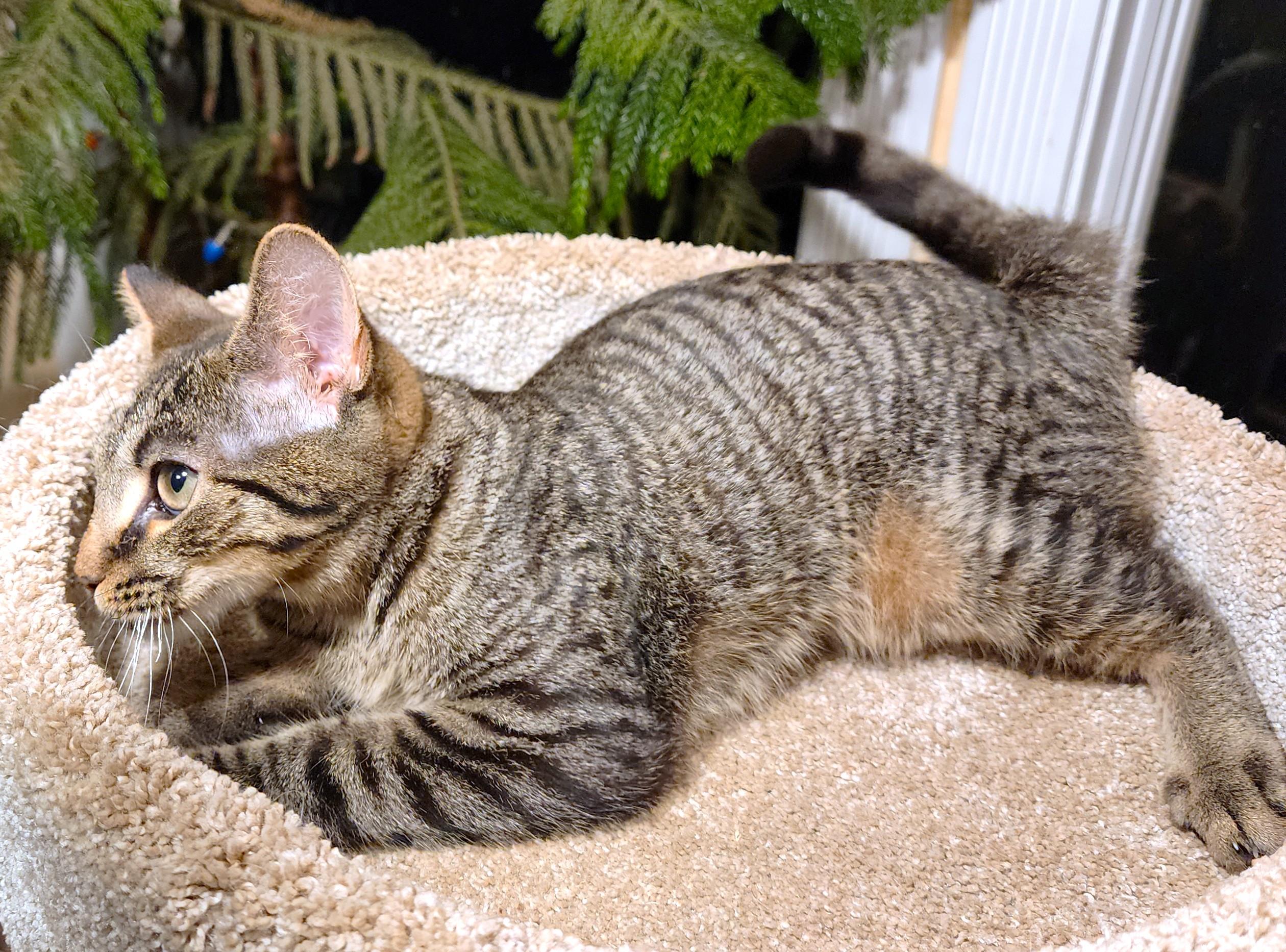 JACKSON THE DOG-CAT!