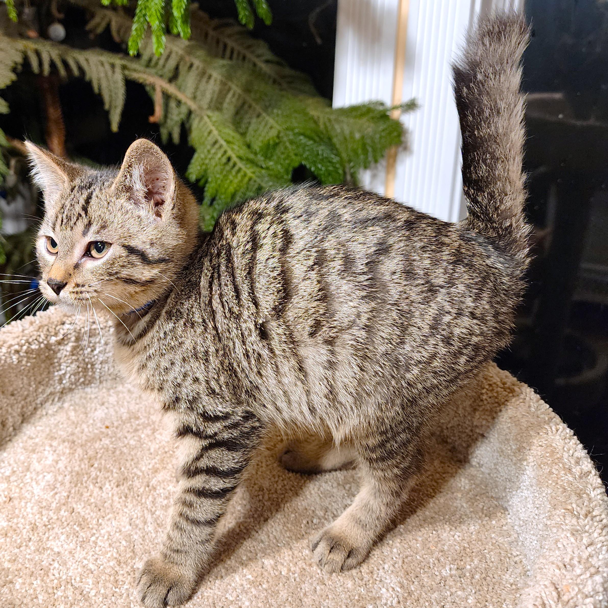 JACKSON THE DOG-CAT!