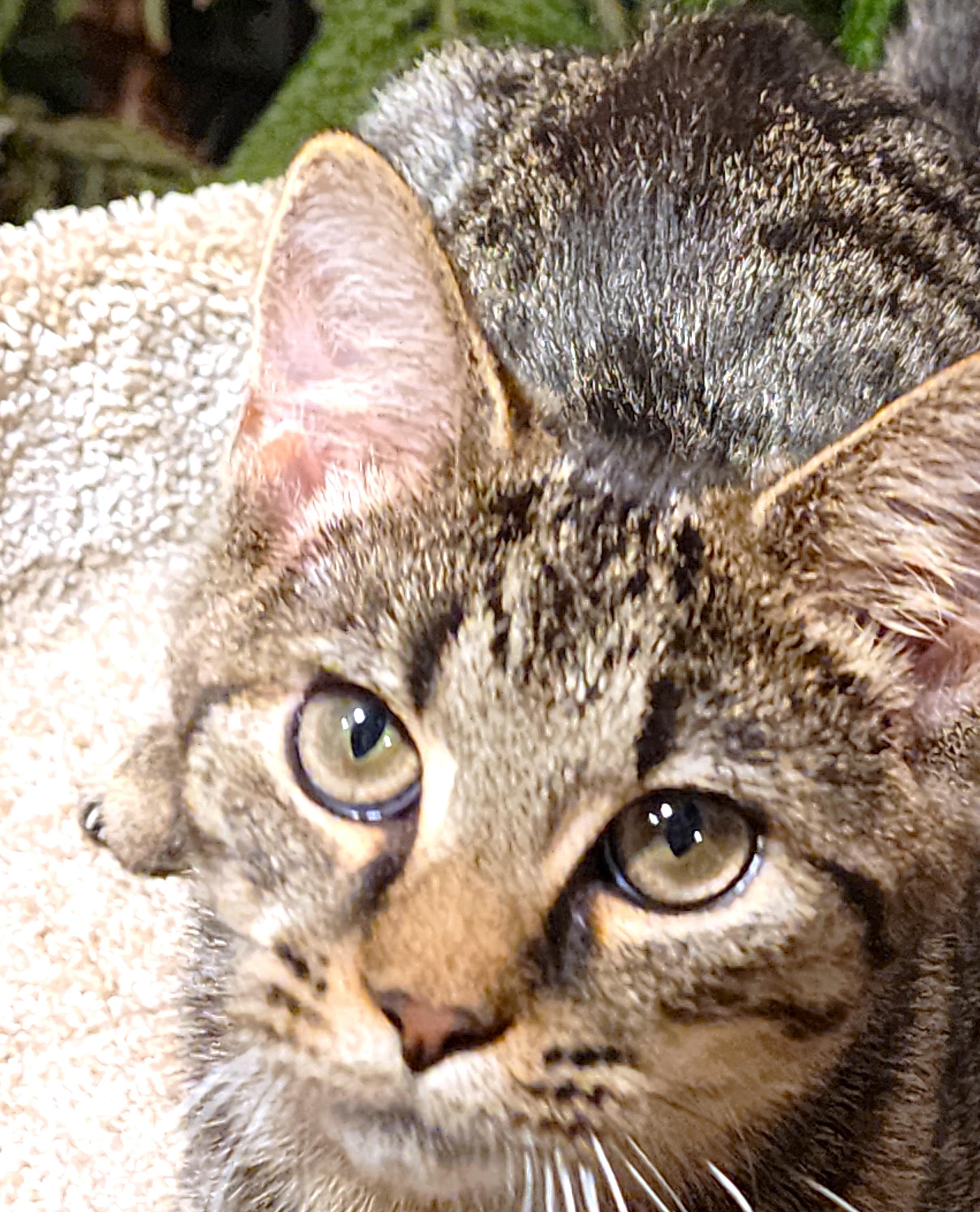 JACKSON THE DOG-CAT!