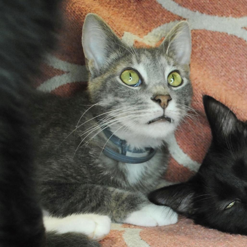 Merryweather, Adoptable, Adult Male Domestic Short Hair.