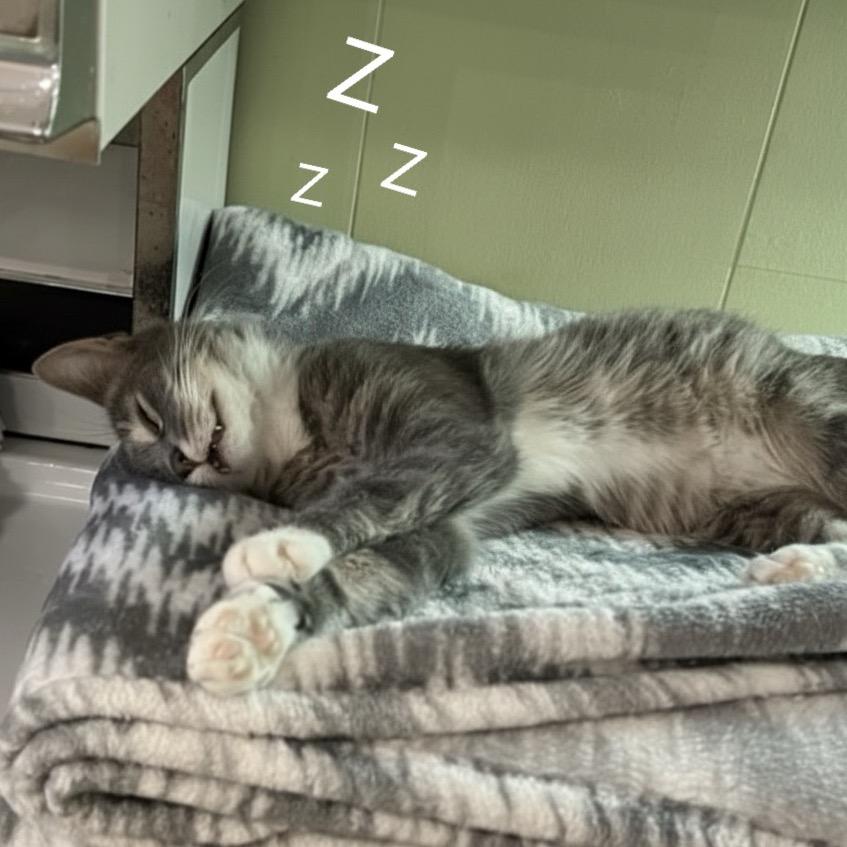 Enlarge Merryweather, a Adoptable Domestic Short Hair in Bloomington, IN image 3/5