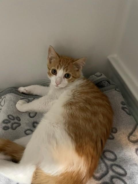 Jackson, adopted, Kitten Male Domestic Short Hair.
