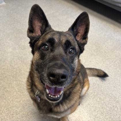 Otto, ADOPTABLE, Adult Male Mixed Breed.