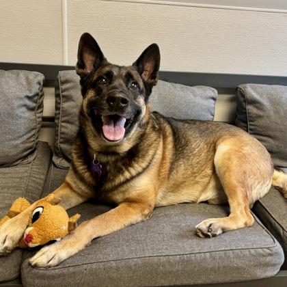 Otto, a ADOPTABLE mixed breed in Lansing, MI image 2/3