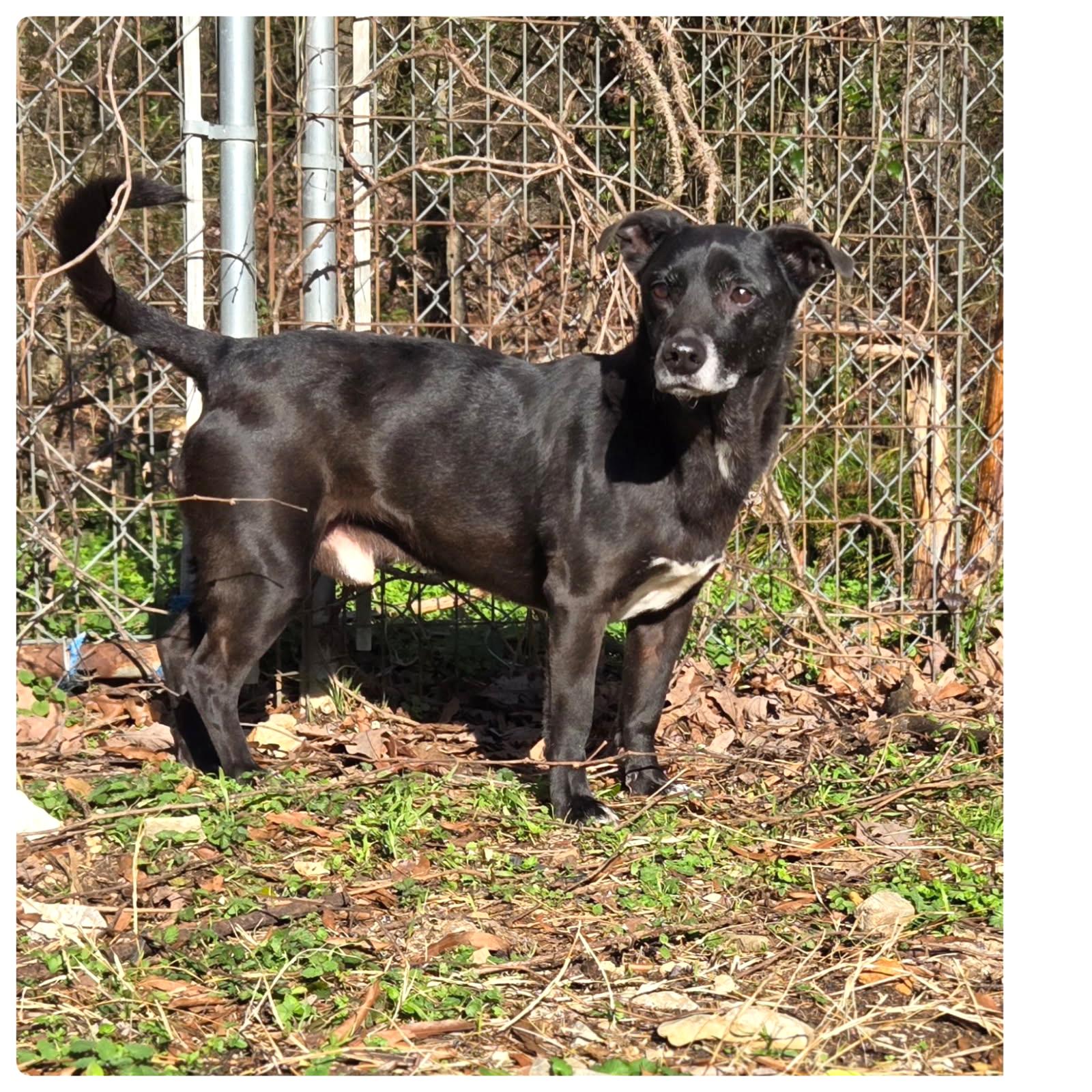 Enlarge Scottie, a Adoptable Terrier in Chatsworth, GA image 1/1