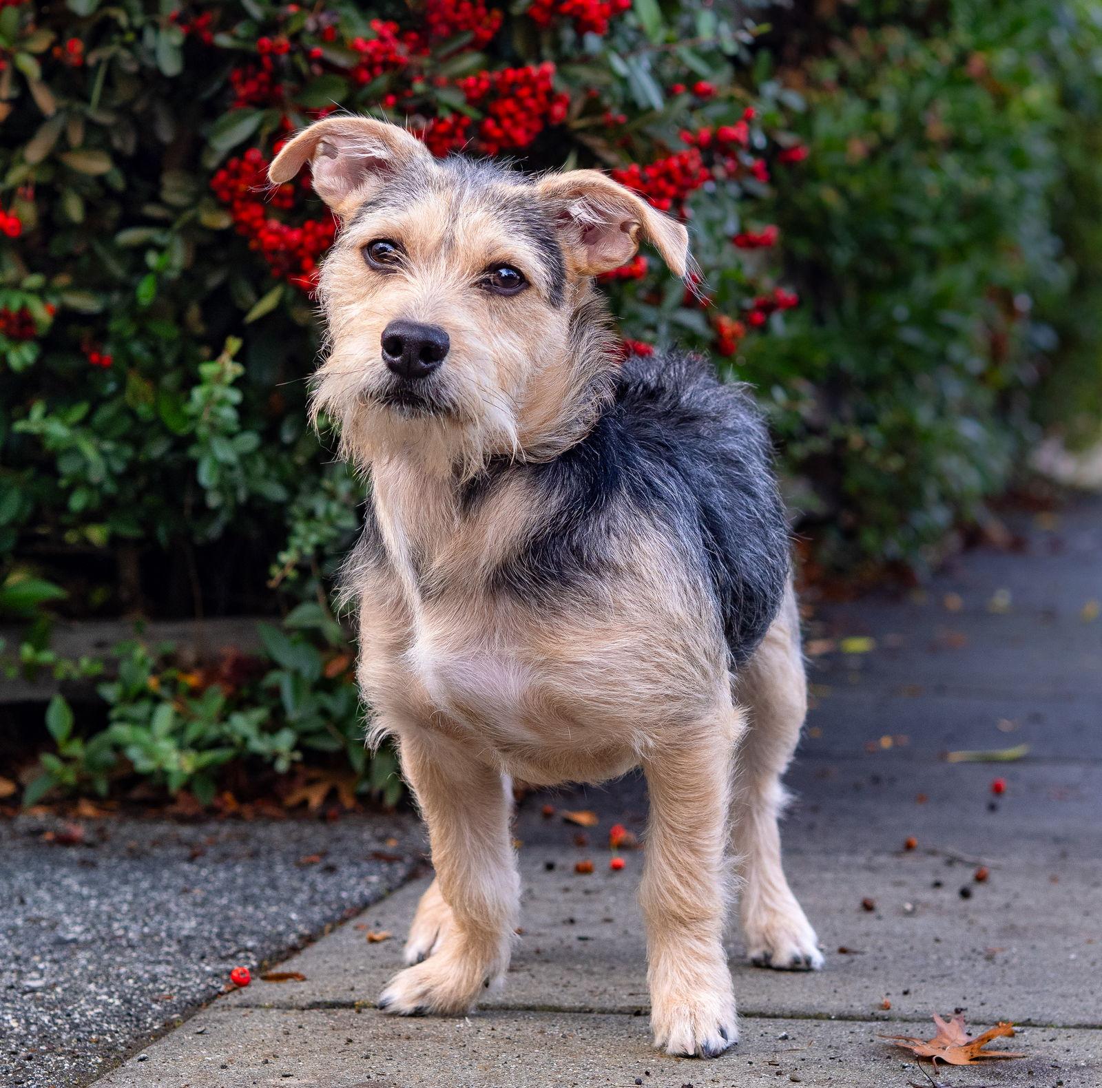 Enlarge Beezus, a Adoptable Border Terrier in Palo Alto, CA image 1/3