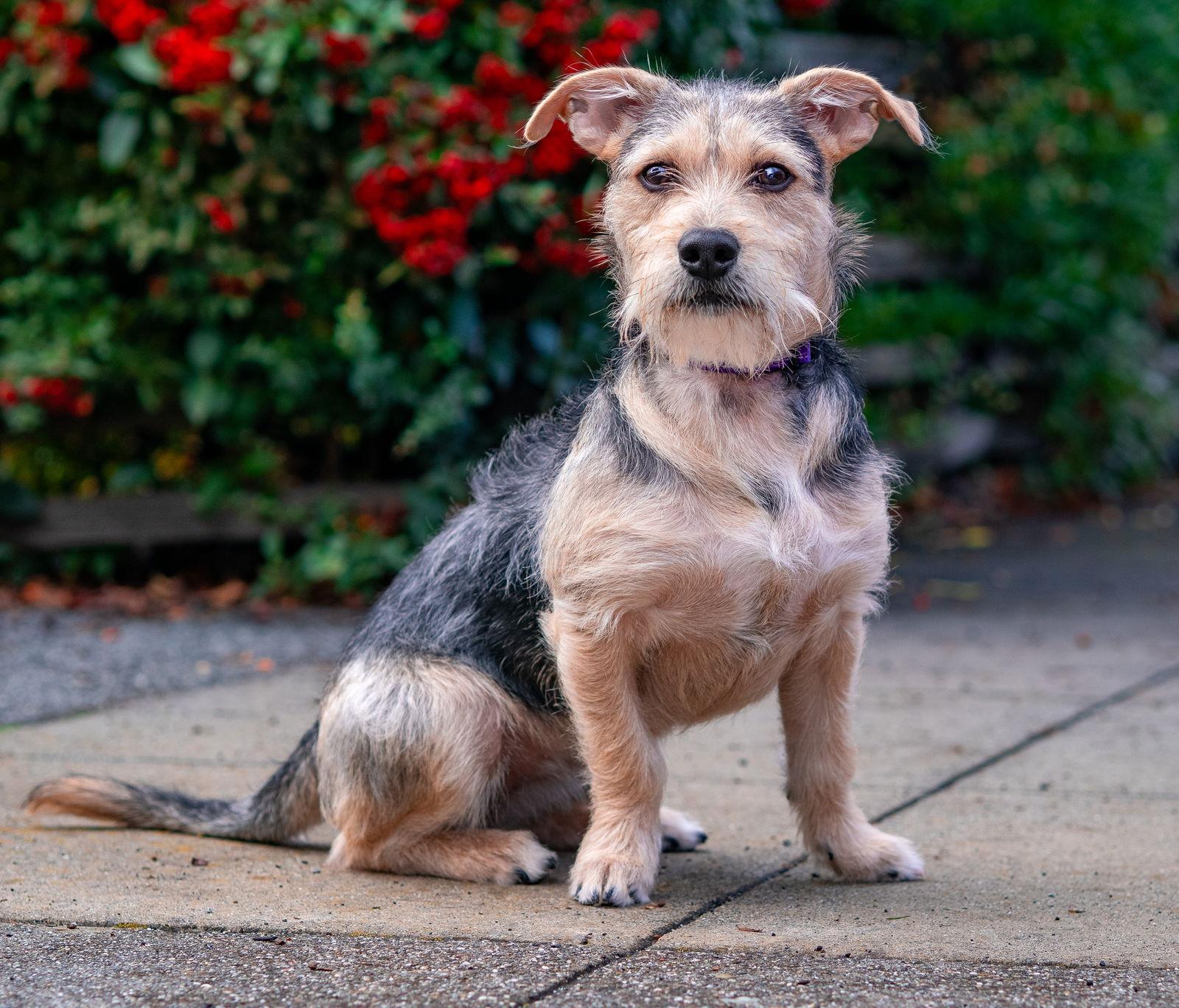 Enlarge Beezus, a Adoptable Border Terrier in Palo Alto, CA image 2/3
