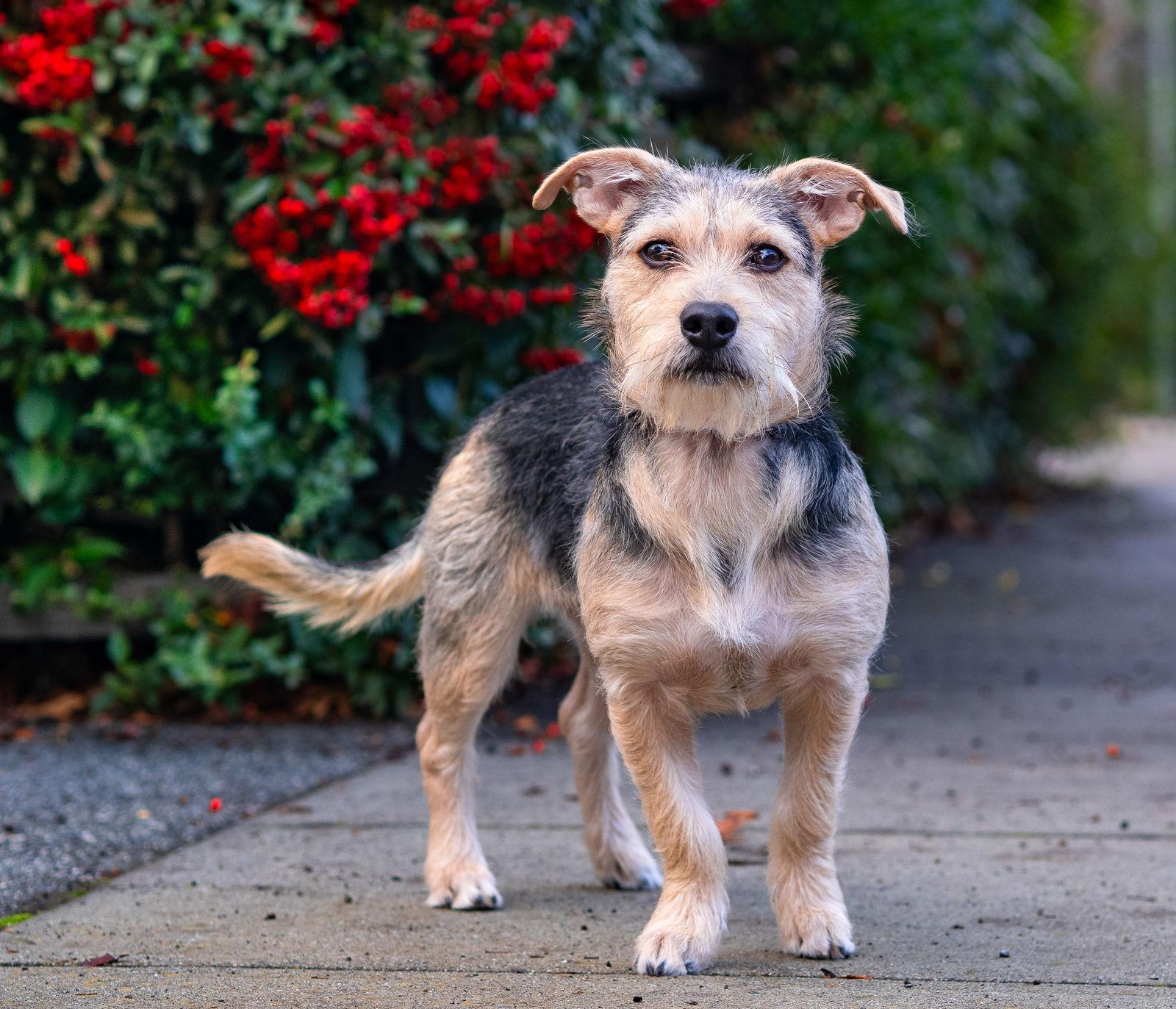 Enlarge Beezus, a Adoptable Border Terrier in Palo Alto, CA image 3/3