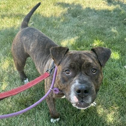 Keekoh, Adoptable, Adult Male American Bulldog.