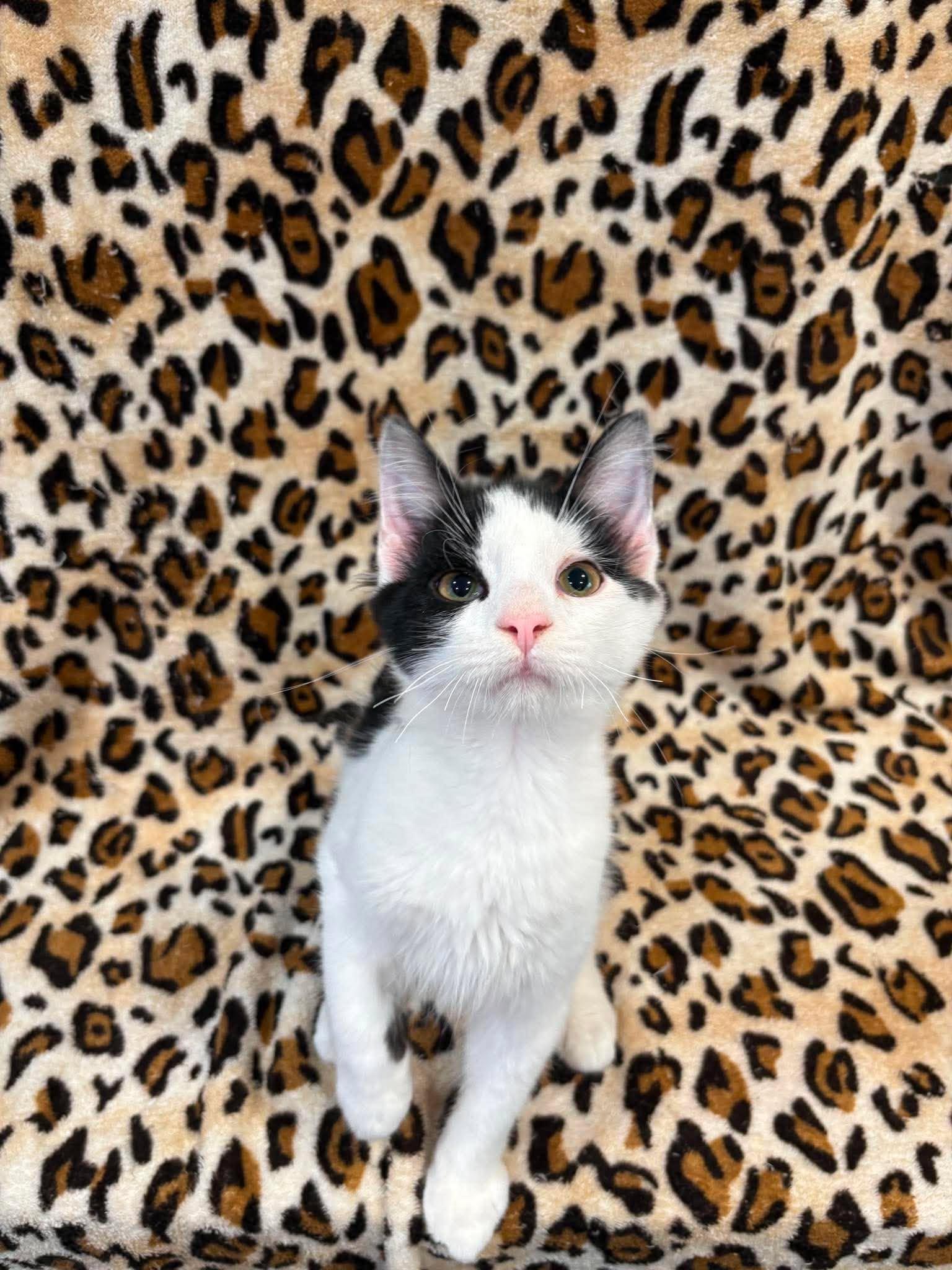 Enlarge HORTON, an adoptable Domestic Medium Hair in Tillsonburg, ON image 2/3