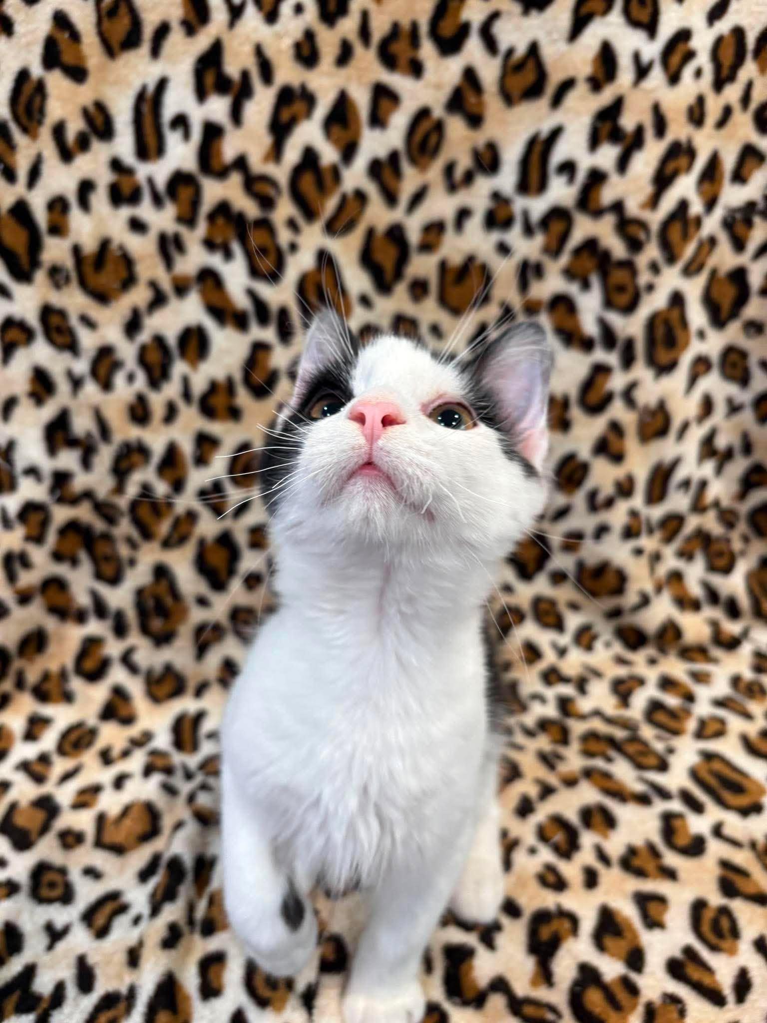 Enlarge HORTON, an adoptable Domestic Medium Hair in Tillsonburg, ON image 3/3