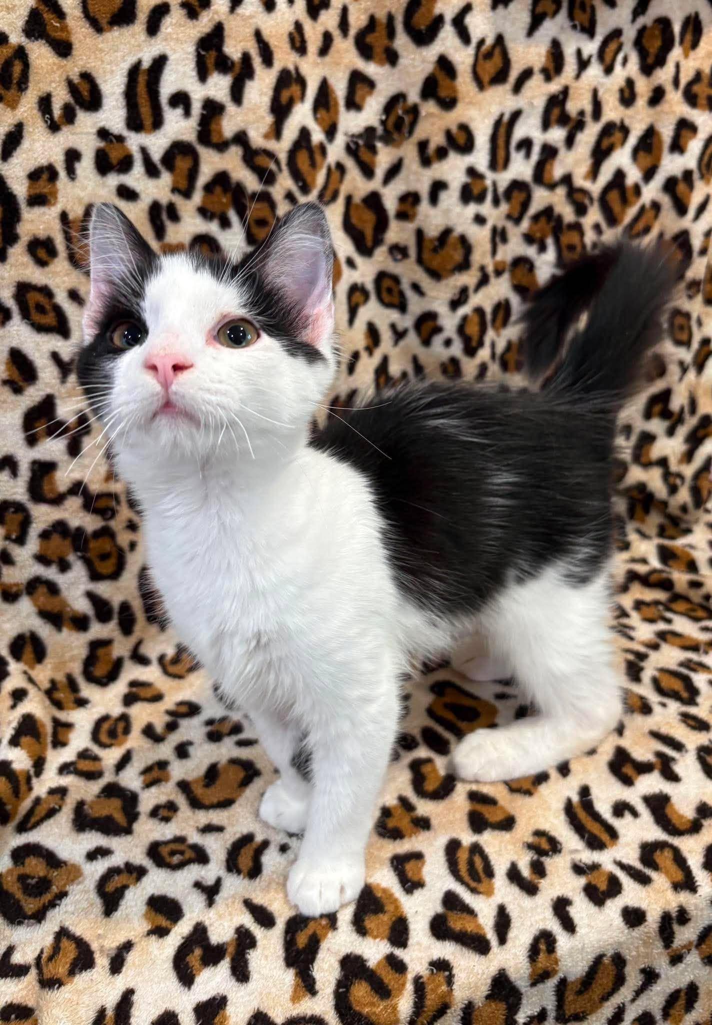 Enlarge HORTON, an adoptable Domestic Medium Hair in Tillsonburg, ON image 1/3