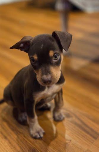 Enlarge Sabrina, an adopted mixed breed in Oswego, IL image 2/2