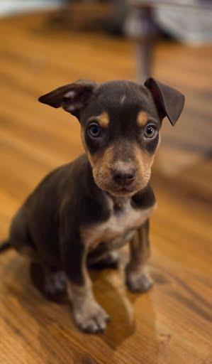 Enlarge Sabrina, an adopted mixed breed in Oswego, IL image 1/2