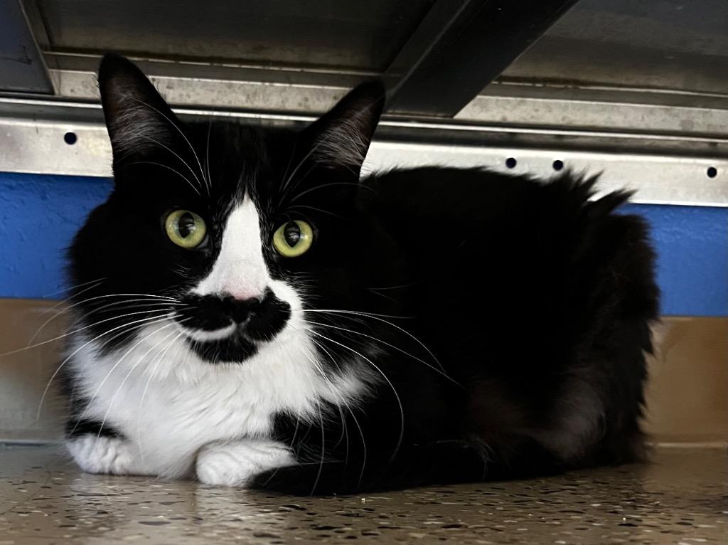 Enlarge Sylvester, a Adoptable mixed breed in Logan, UT image 1/1