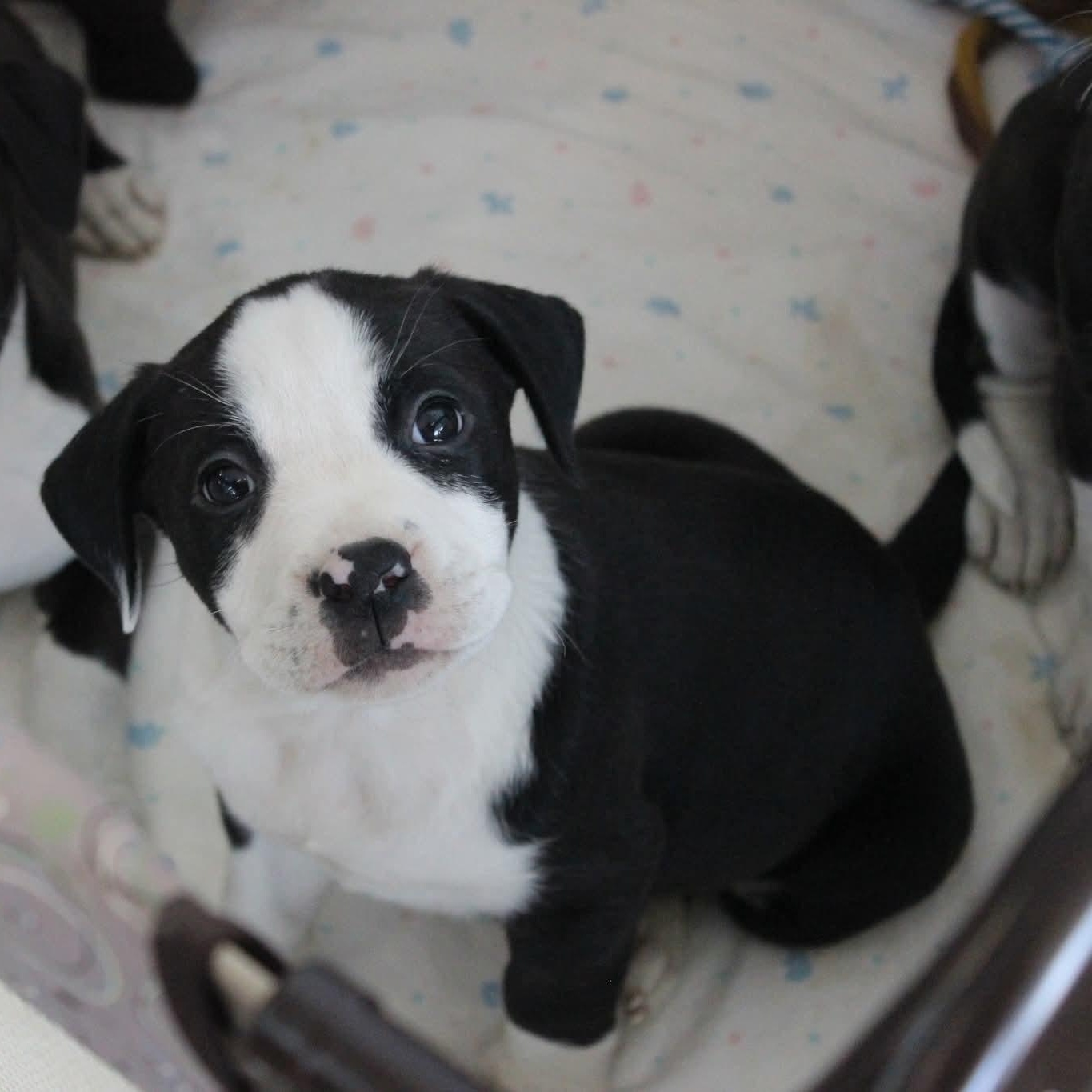 Kringle , ADOPTABLE, Puppy Male Pit Bull Terrier.