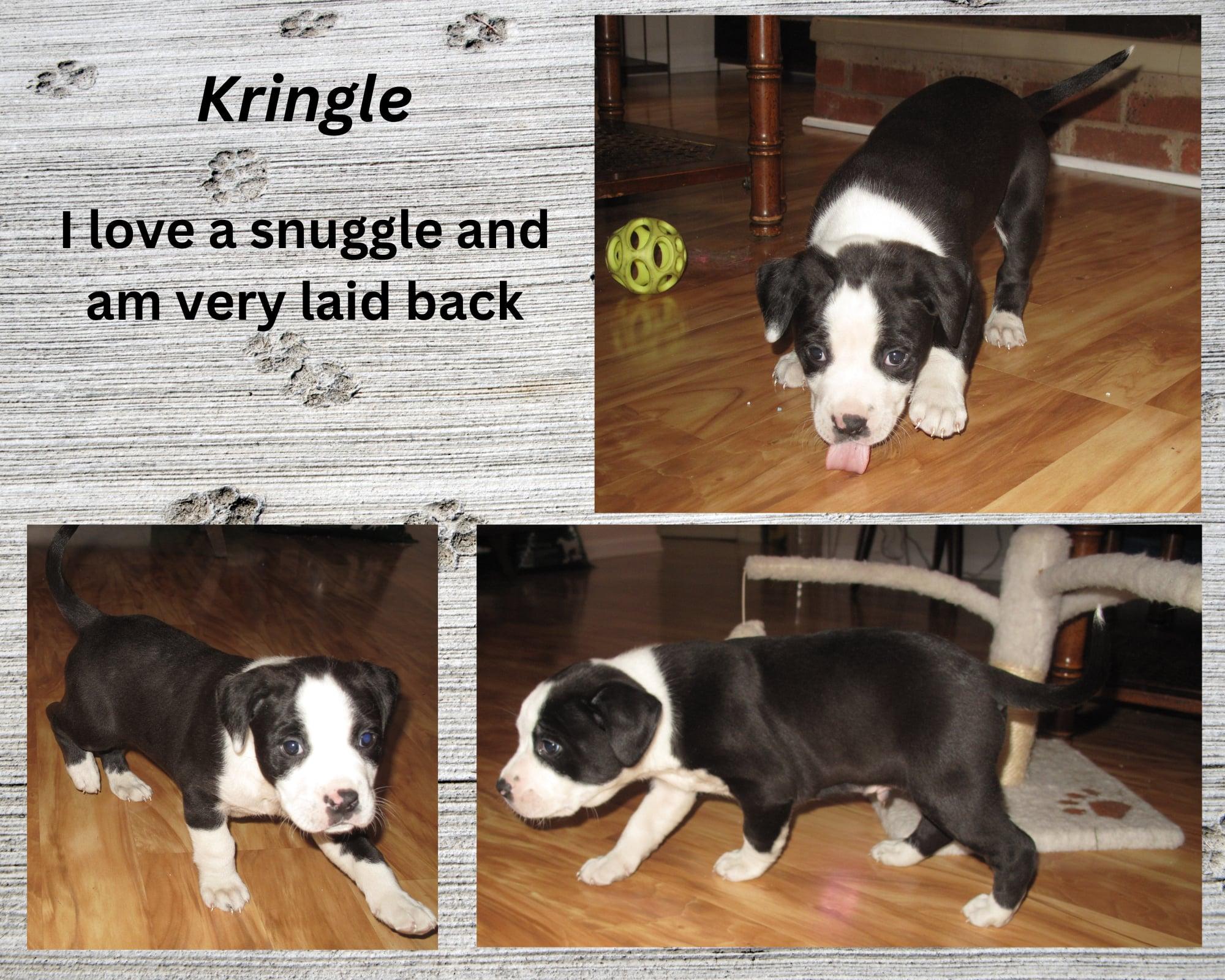 Enlarge Kringle , a ADOPTABLE mixed breed in Huntington, WV image 2/5
