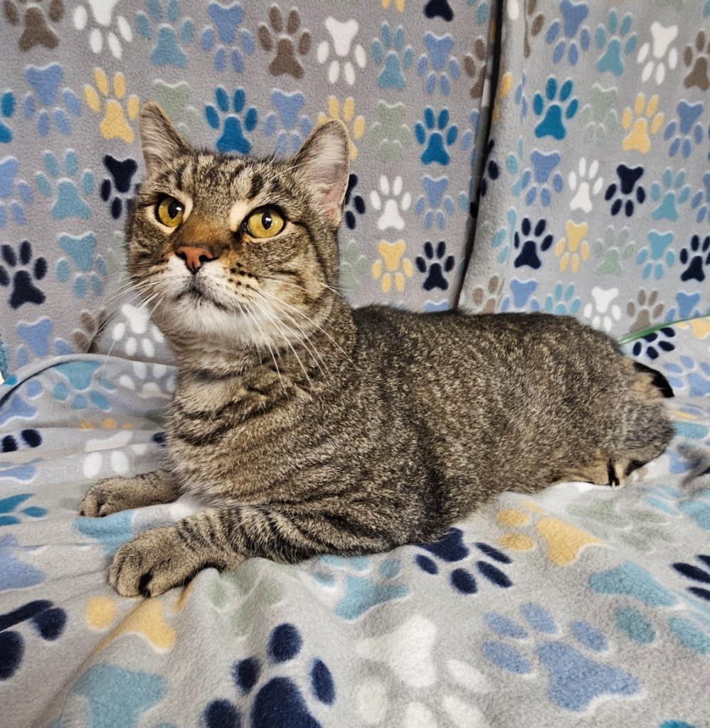 Nick, Adoptable, Adult Male Domestic Short Hair.