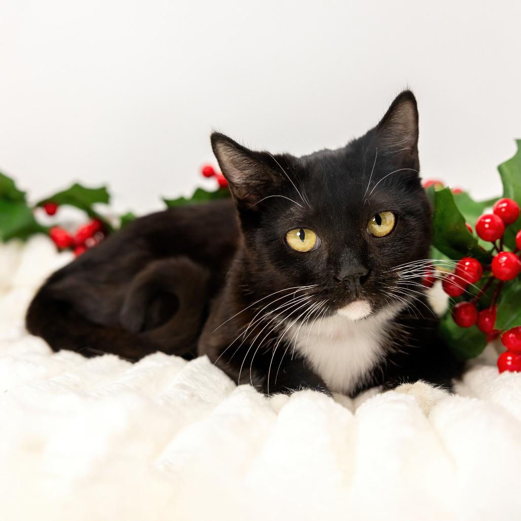 Enlarge Pearl, a Adoptable Domestic Short Hair in Durham, NC image 1/5