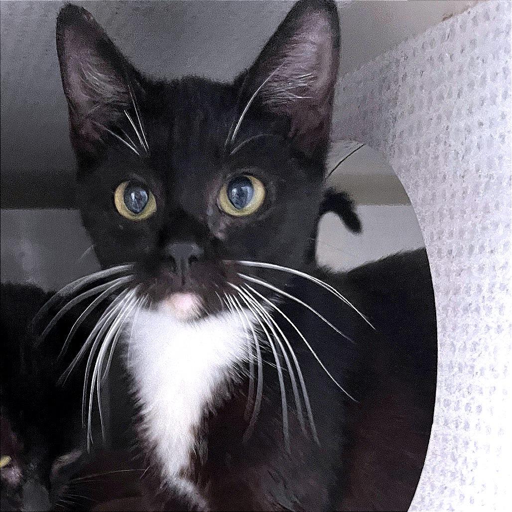 Enlarge Pearl, a Adoptable Domestic Short Hair in Durham, NC image 2/5