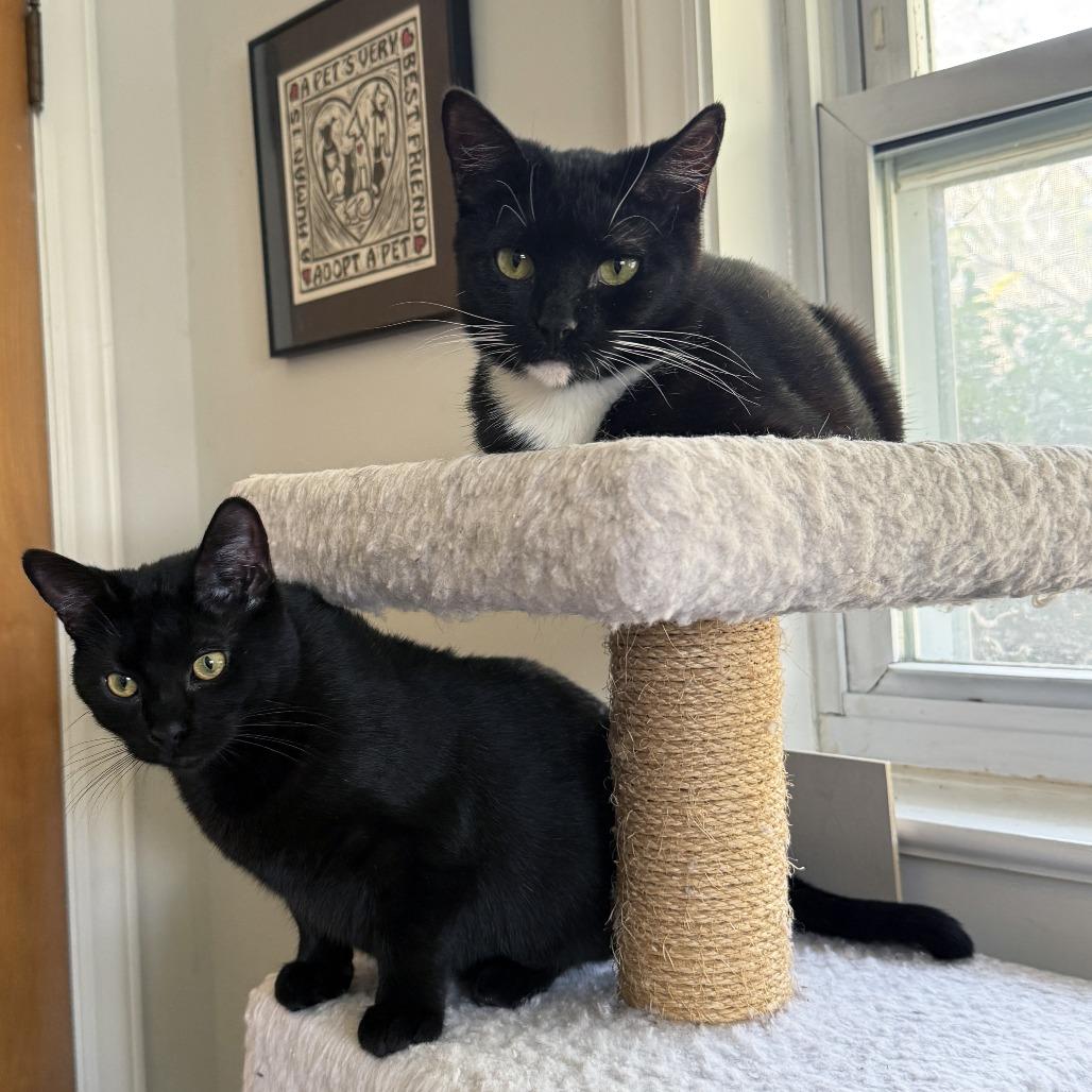 Pearl, Adoptable, Young Female Domestic Short Hair.