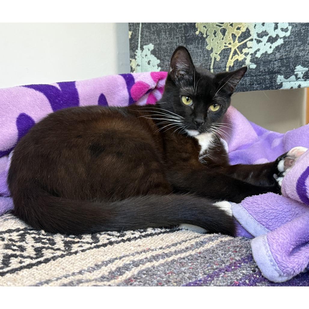 Pearl, Adoptable, Young Female Domestic Short Hair.