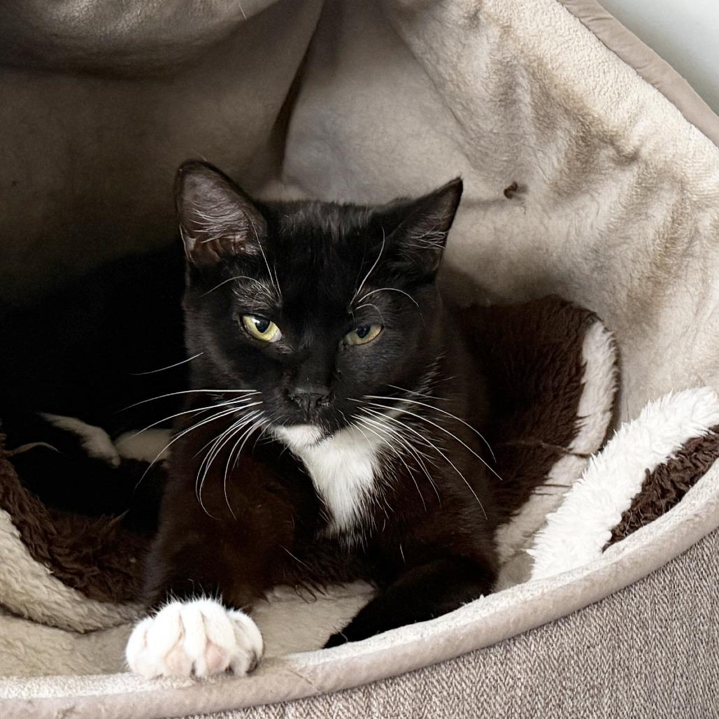 Enlarge Pearl, a Adoptable Domestic Short Hair in Durham, NC image 2/5