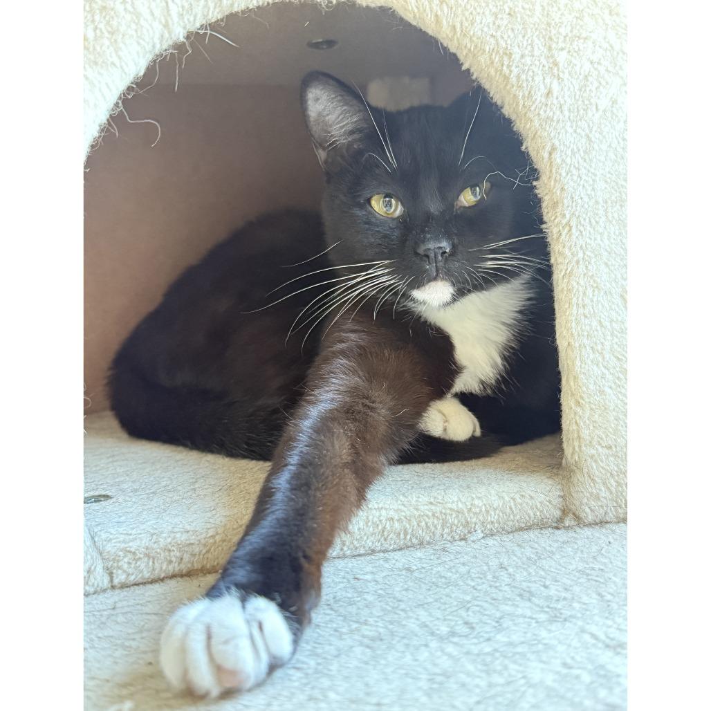 Enlarge Pearl, a Adoptable Domestic Short Hair in Durham, NC image 3/5