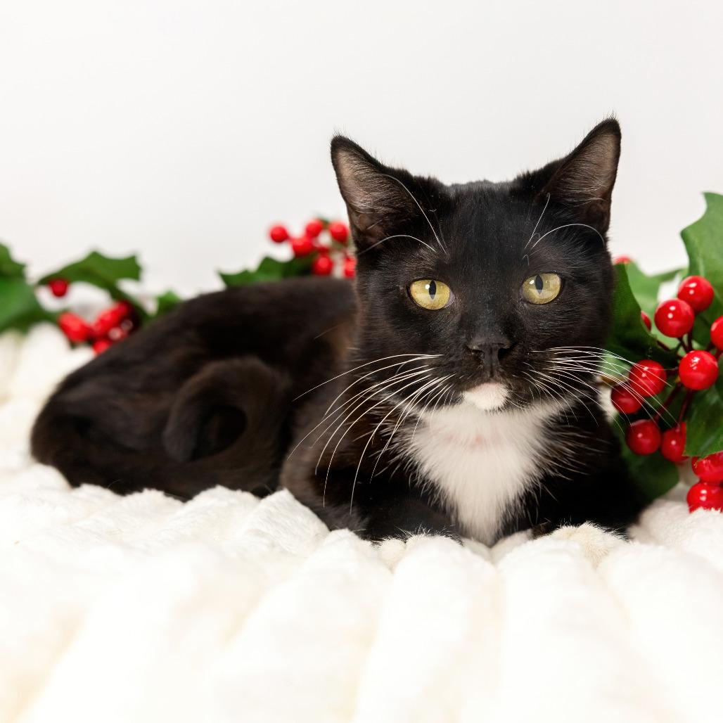 Enlarge Pearl, a Adoptable Domestic Short Hair in Durham, NC image 3/5