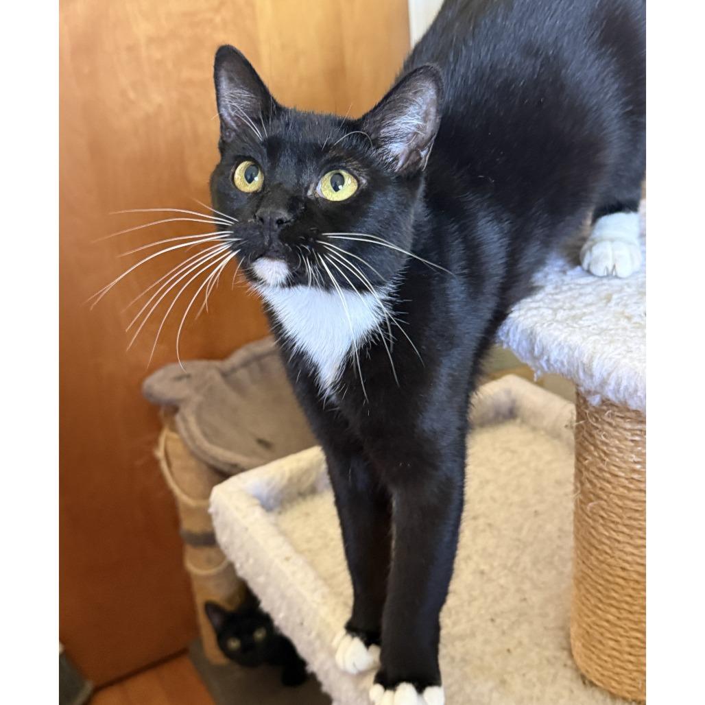 Enlarge Pearl, a Adoptable Domestic Short Hair in Durham, NC image 5/6