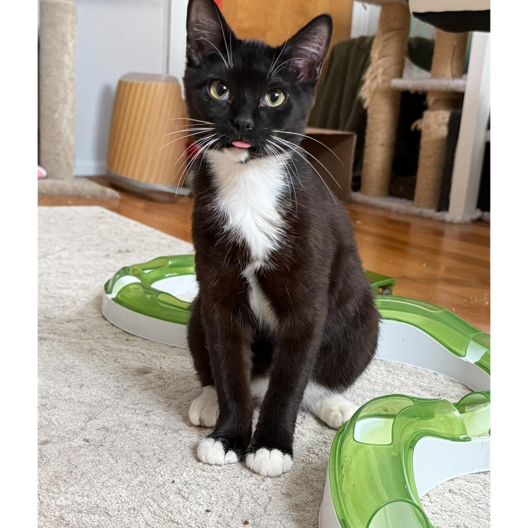 Enlarge Pearl, a Adoptable Domestic Short Hair in Durham, NC image 5/5