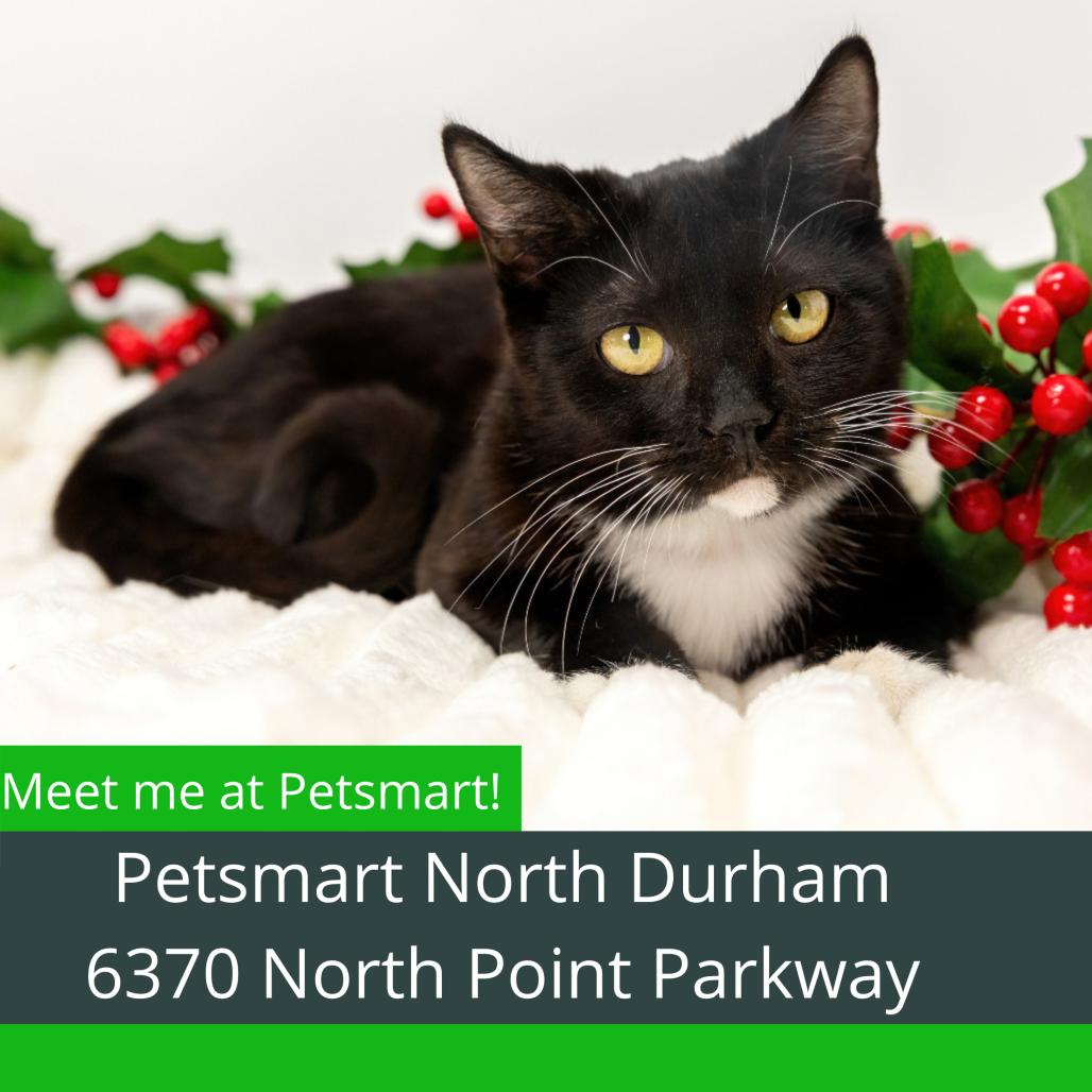 Enlarge Pearl, a Adoptable Domestic Short Hair in Durham, NC image 4/5