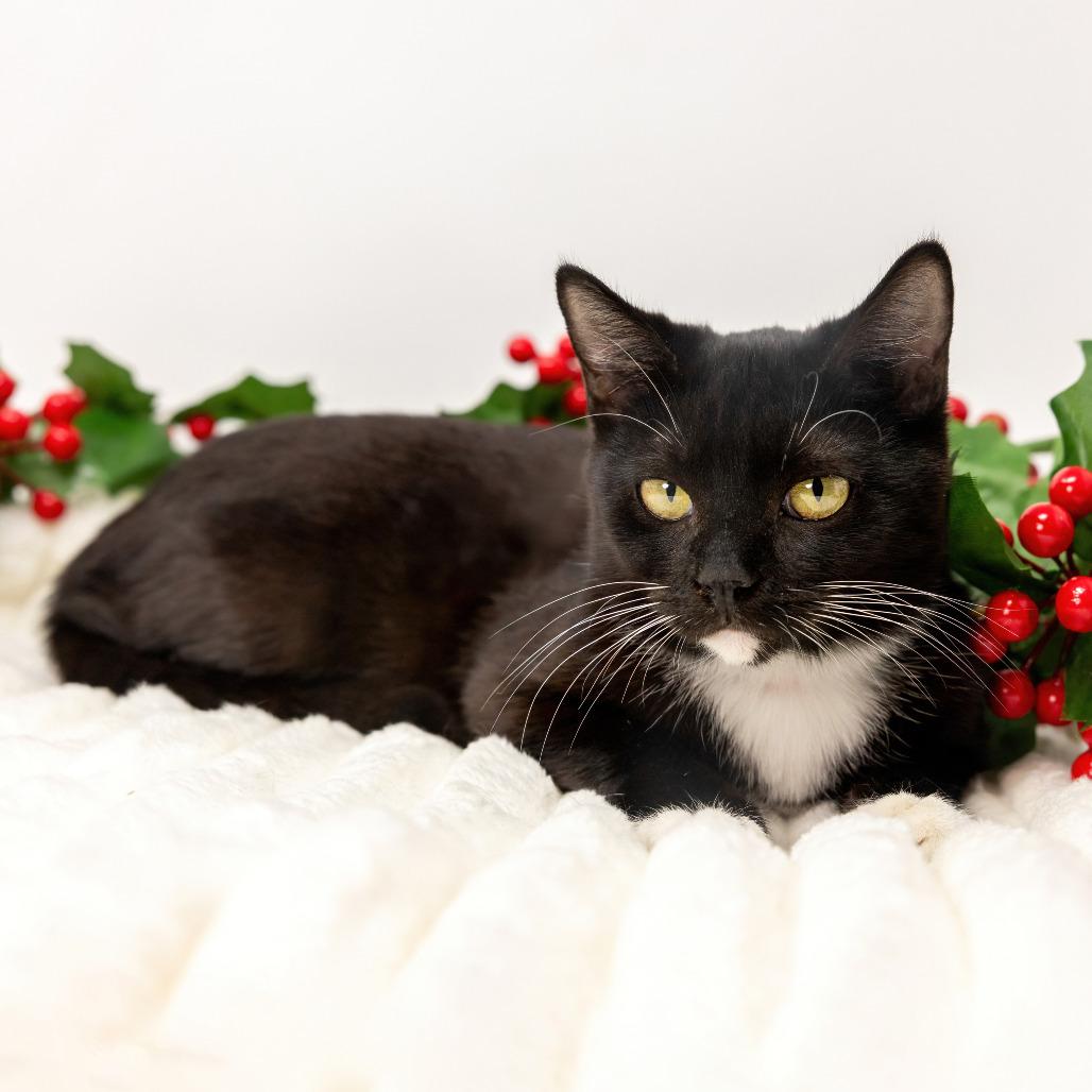 Enlarge Pearl, a Adoptable Domestic Short Hair in Durham, NC image 5/5