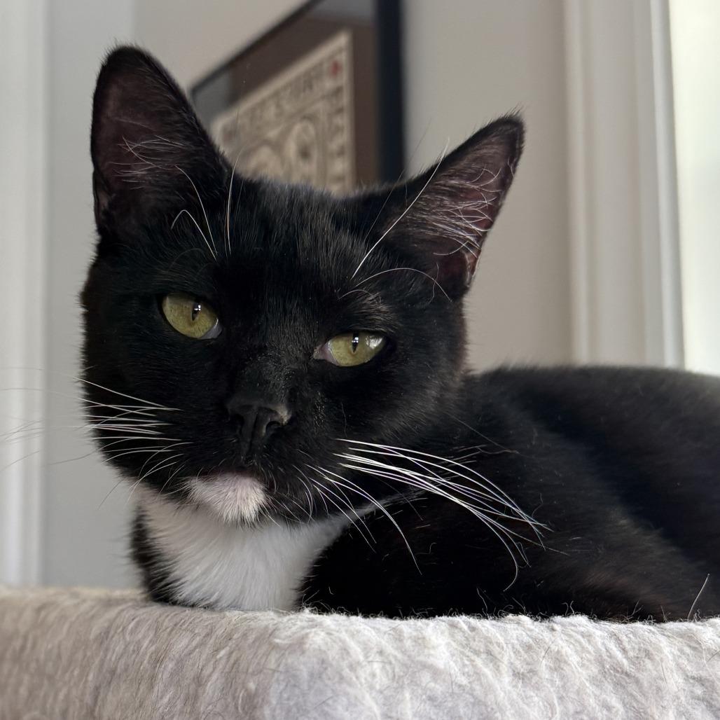 Enlarge Pearl, a Adoptable Domestic Short Hair in Durham, NC image 6/6