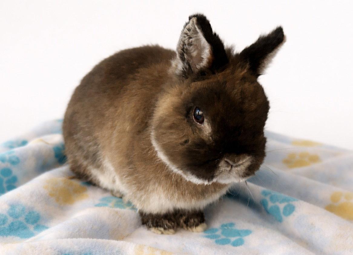 Nico, Adopted, Adult Male Netherland Dwarf.