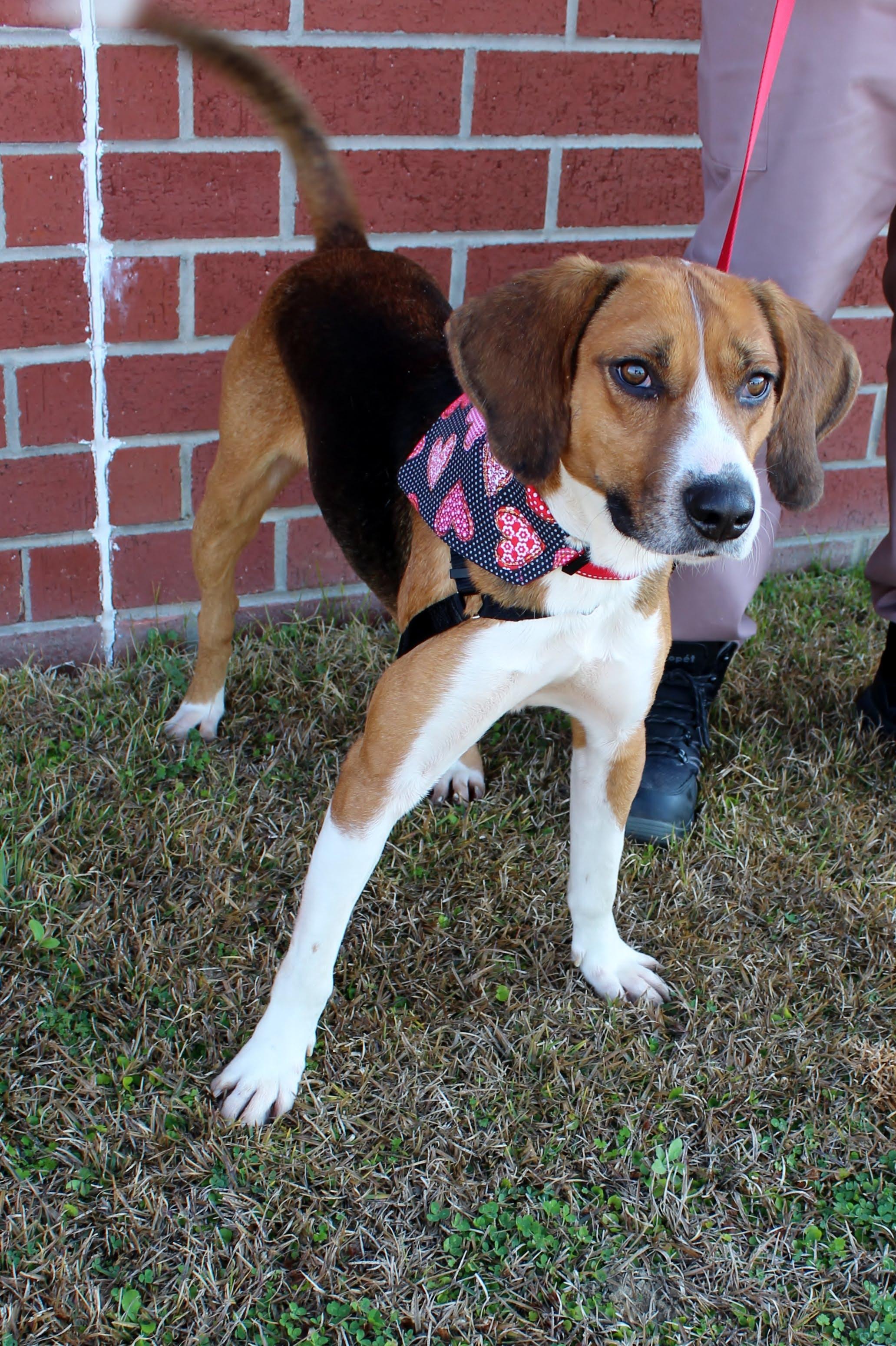 Yo Yo, ADOPTABLE, Adult Male Treeing Walker Coonhound.