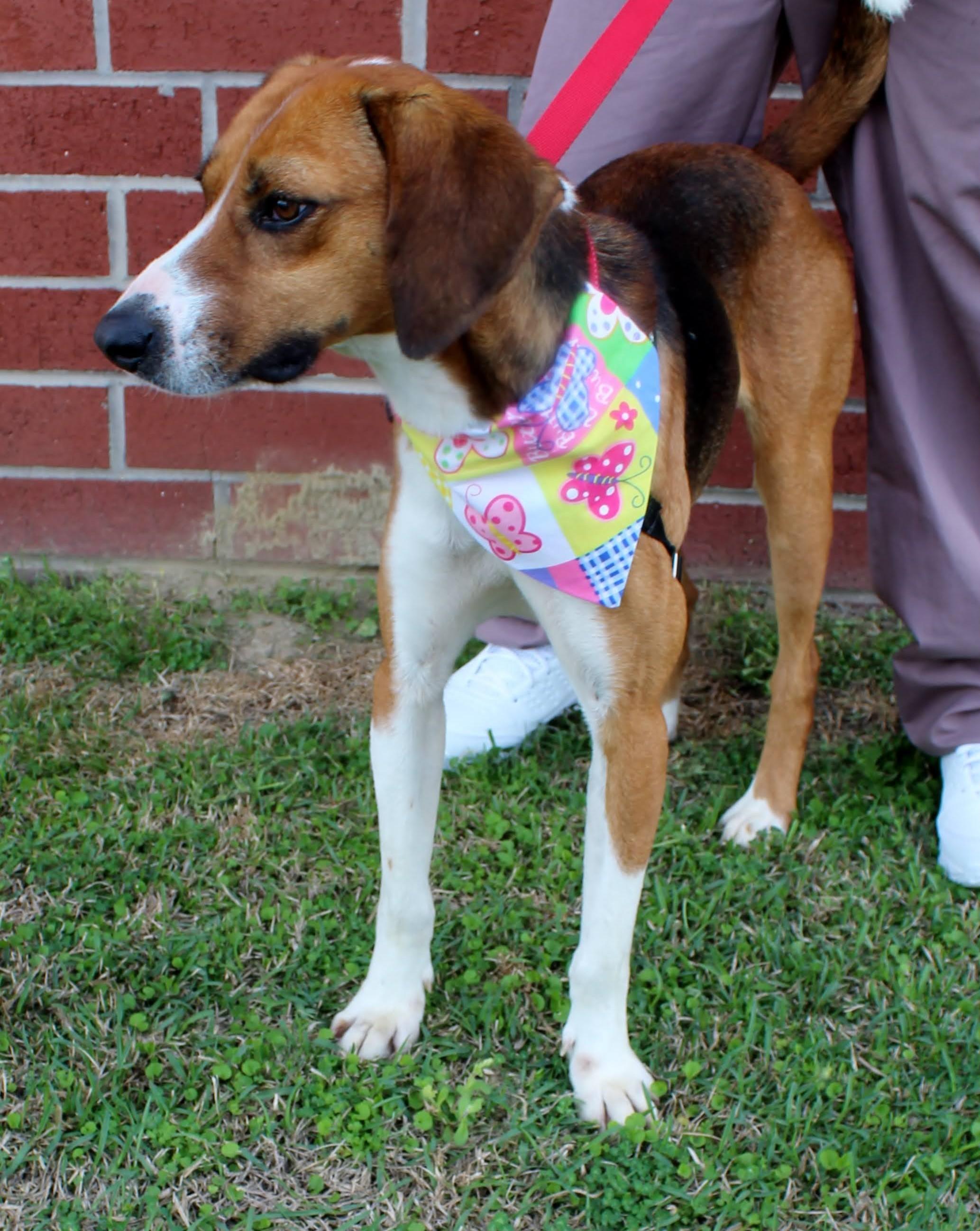 Enlarge Yo Yo, an adoptable mixed breed in Burgaw, NC image 1/2