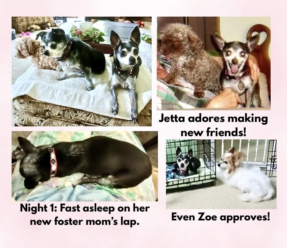 Enlarge Jetta, a ADOPTABLE Chihuahua in Westfield, NY image 3/6
