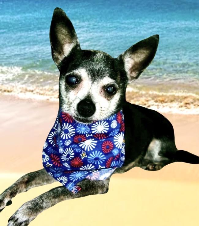 Enlarge Jetta, a ADOPTABLE Chihuahua in Westfield, NY image 1/6