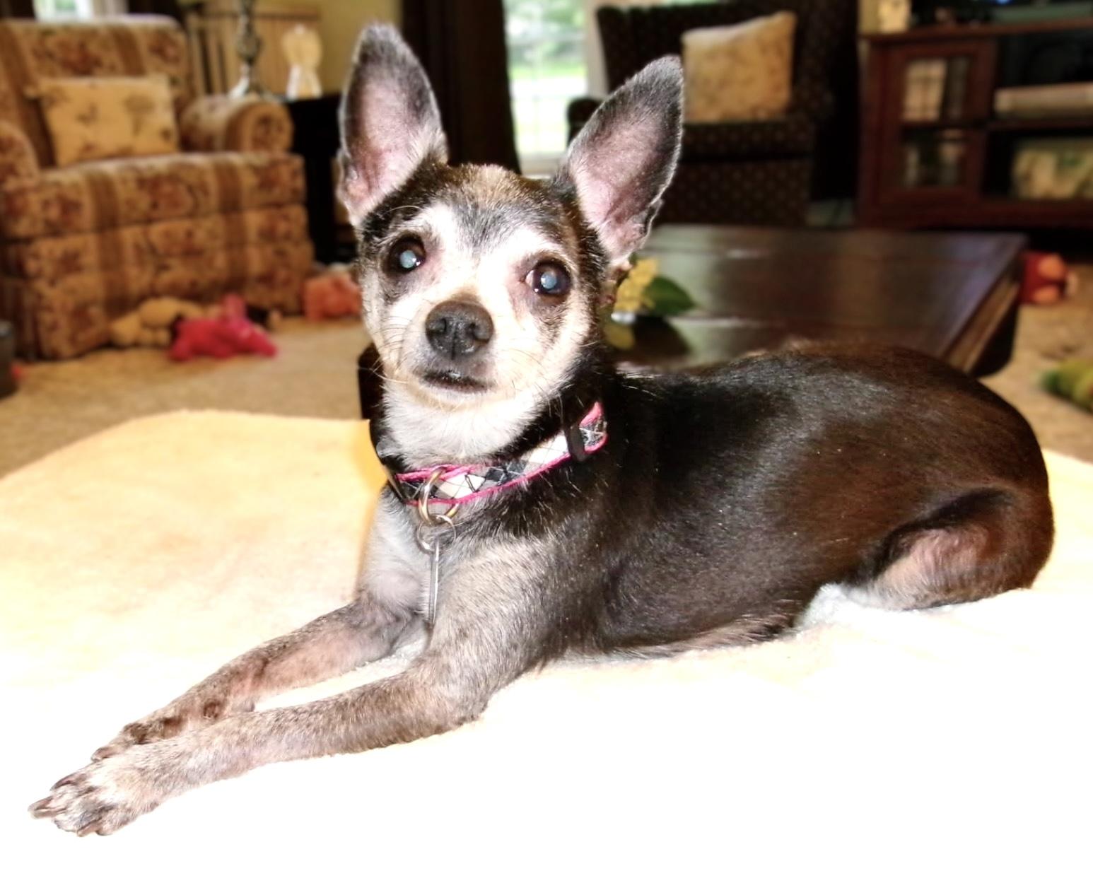 Enlarge Jetta, a ADOPTABLE Chihuahua in Westfield, NY image 5/6