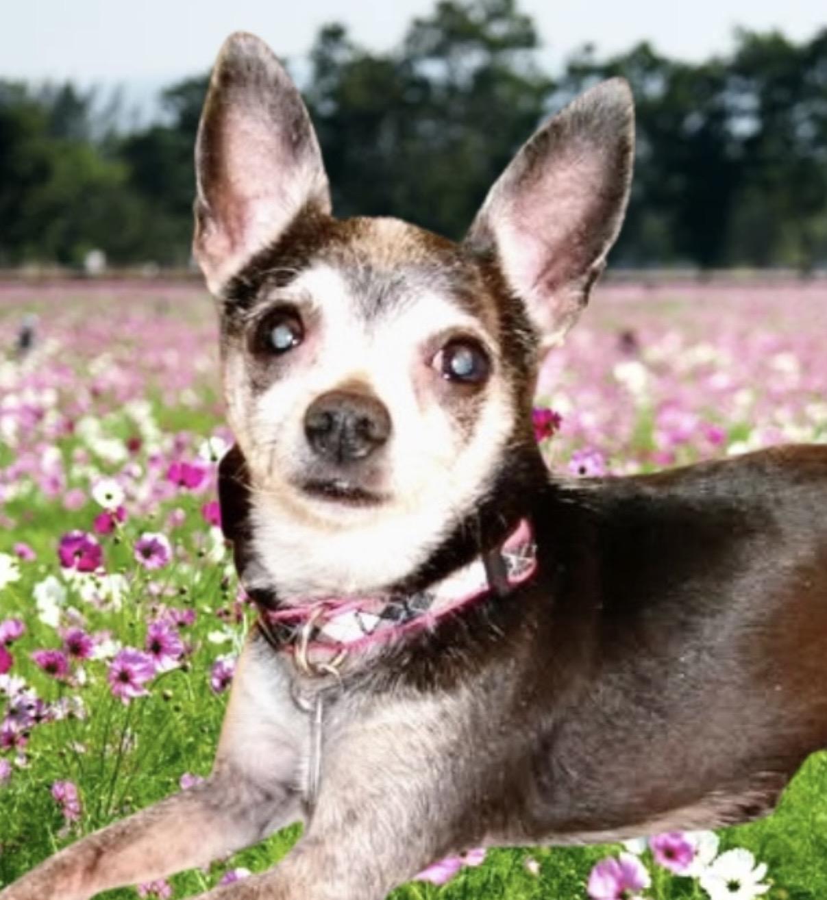 Enlarge Jetta, a ADOPTABLE Chihuahua in Westfield, NY image 2/6