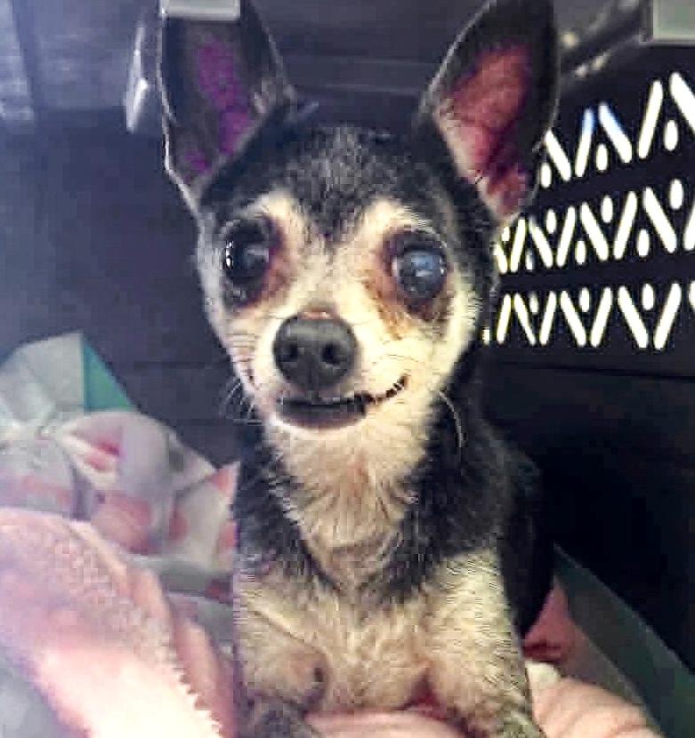 Enlarge Jetta, a ADOPTABLE Chihuahua in Westfield, NY image 4/6