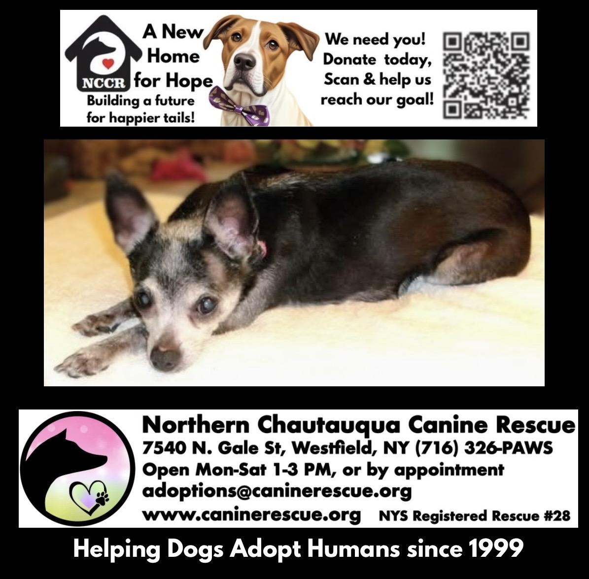 Enlarge Jetta, a ADOPTABLE Chihuahua in Westfield, NY image 6/6